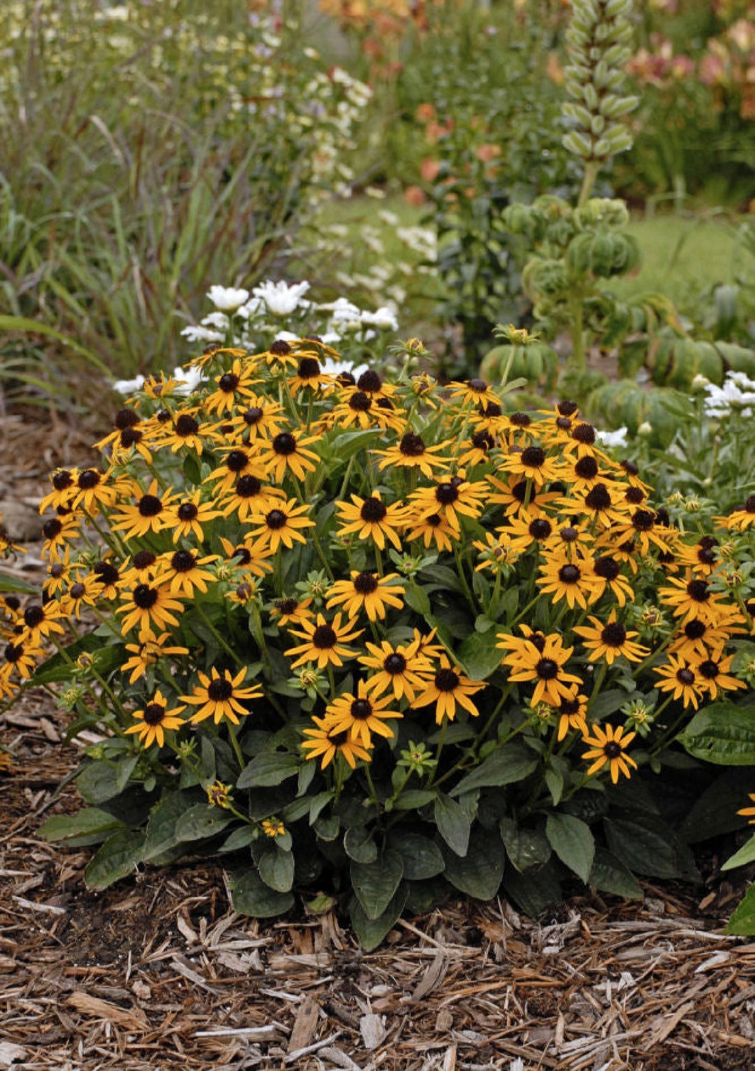 Perennials