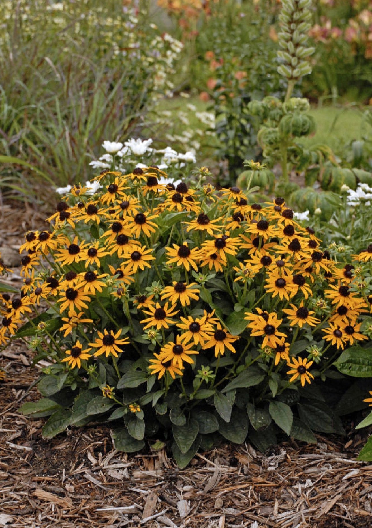 Perennials