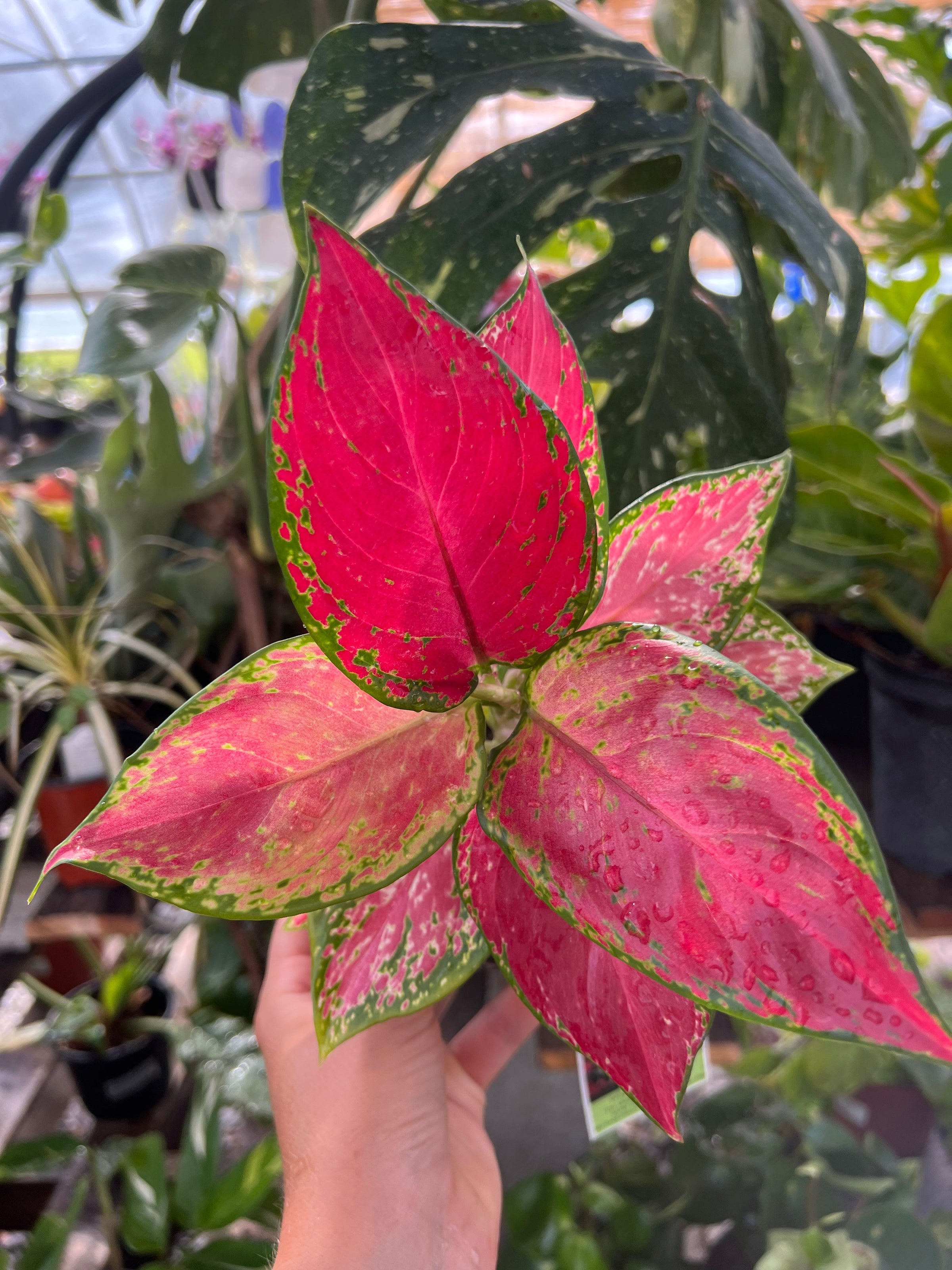 Houseplants & Accessories