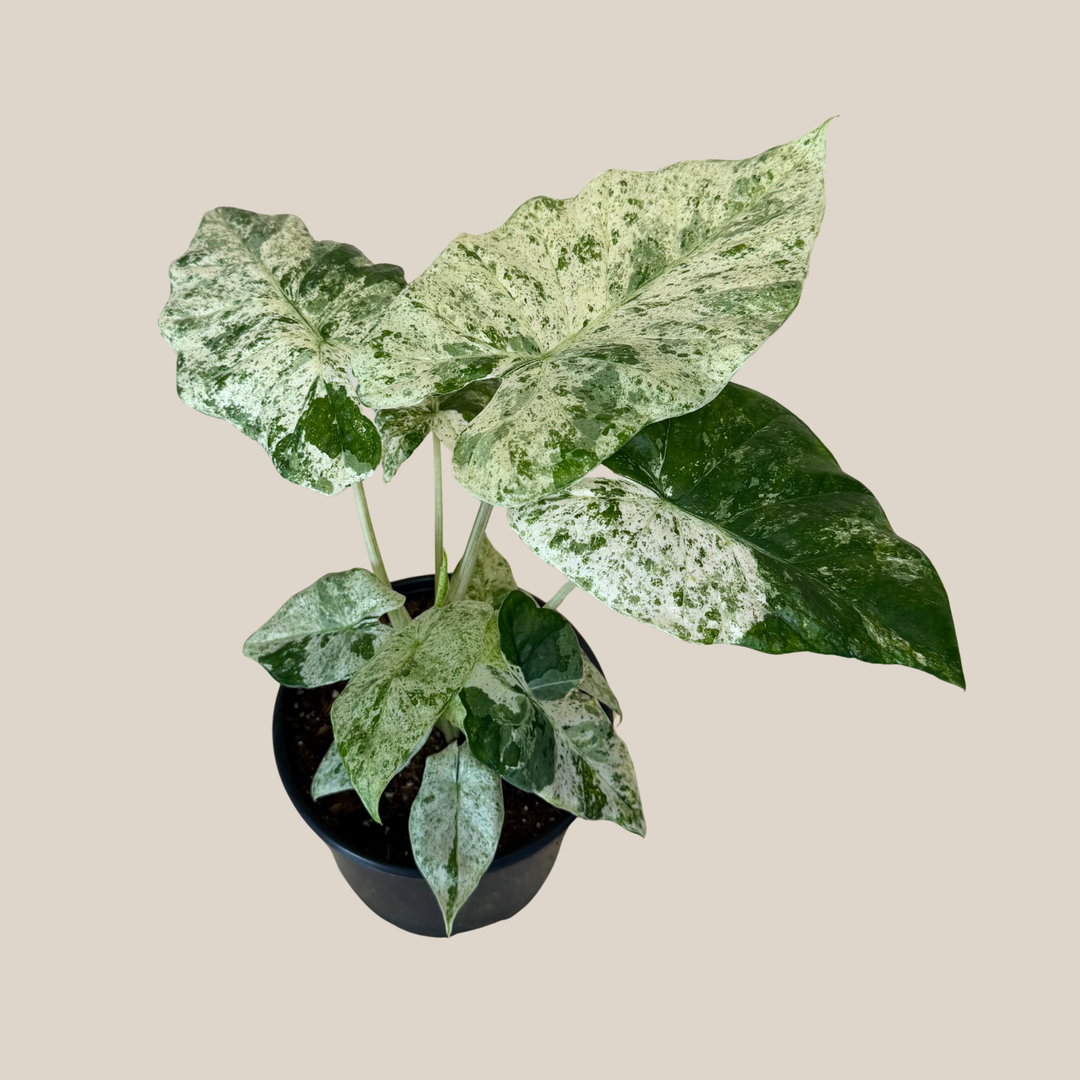 Alocasia houseplant featured among Heirloom Acres favorites