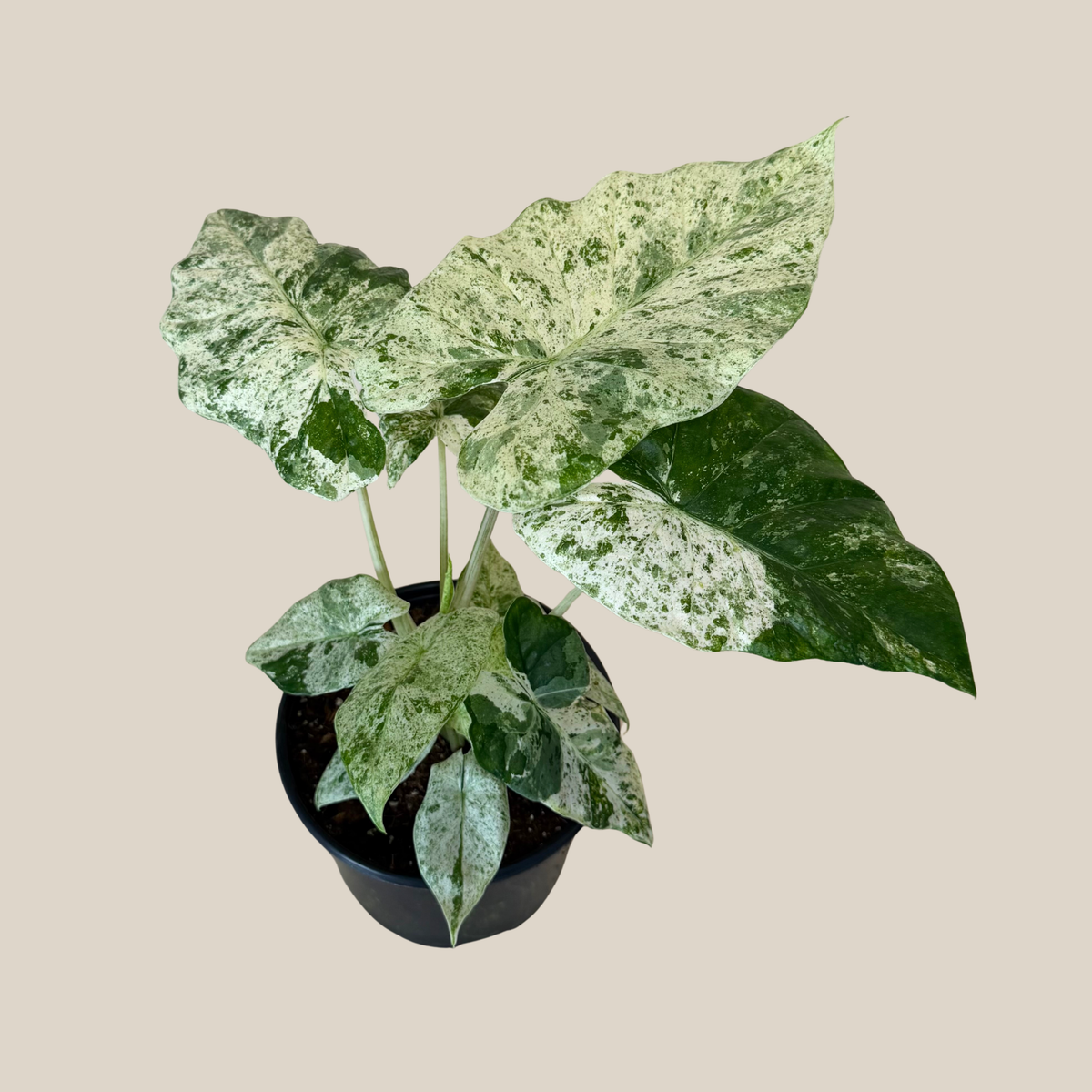 Alocasia houseplant featured among Heirloom Acres favorites