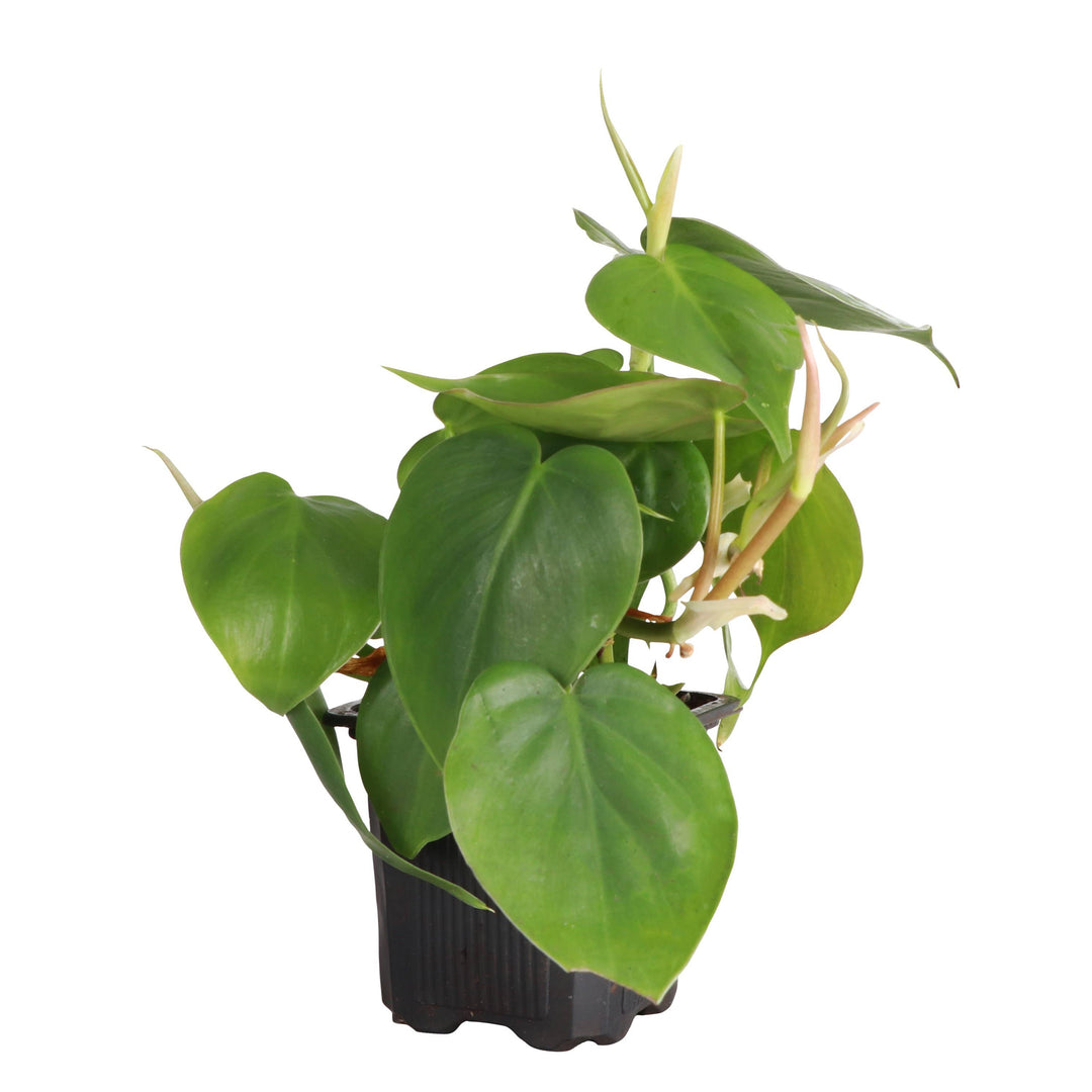 Heartleaf Philodendron - 3”
