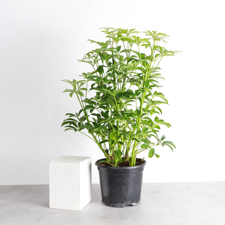 Schefflera Arboricola -  6”