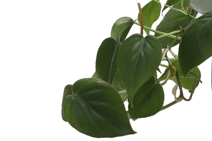 Heartleaf Philodendron - 3”