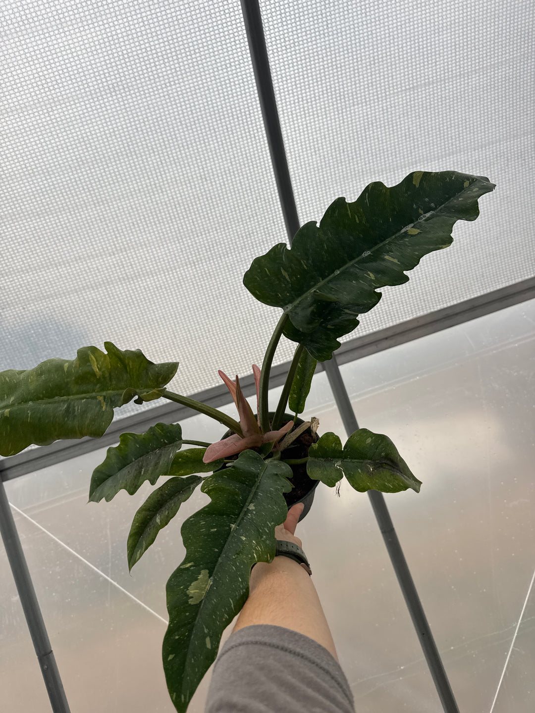 Philodendron Ring of Fire 6"