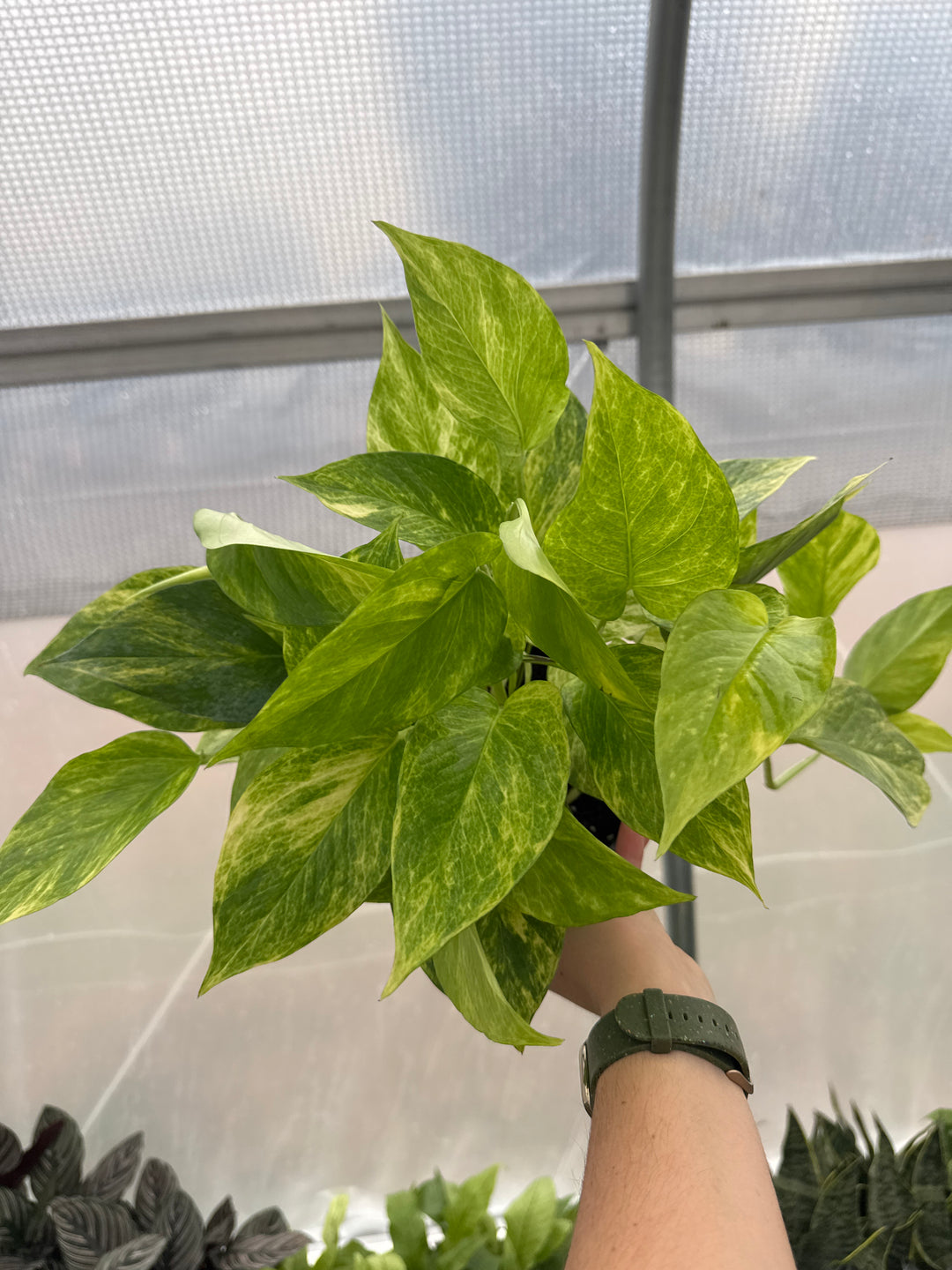 Pothos Neon Queen 6"