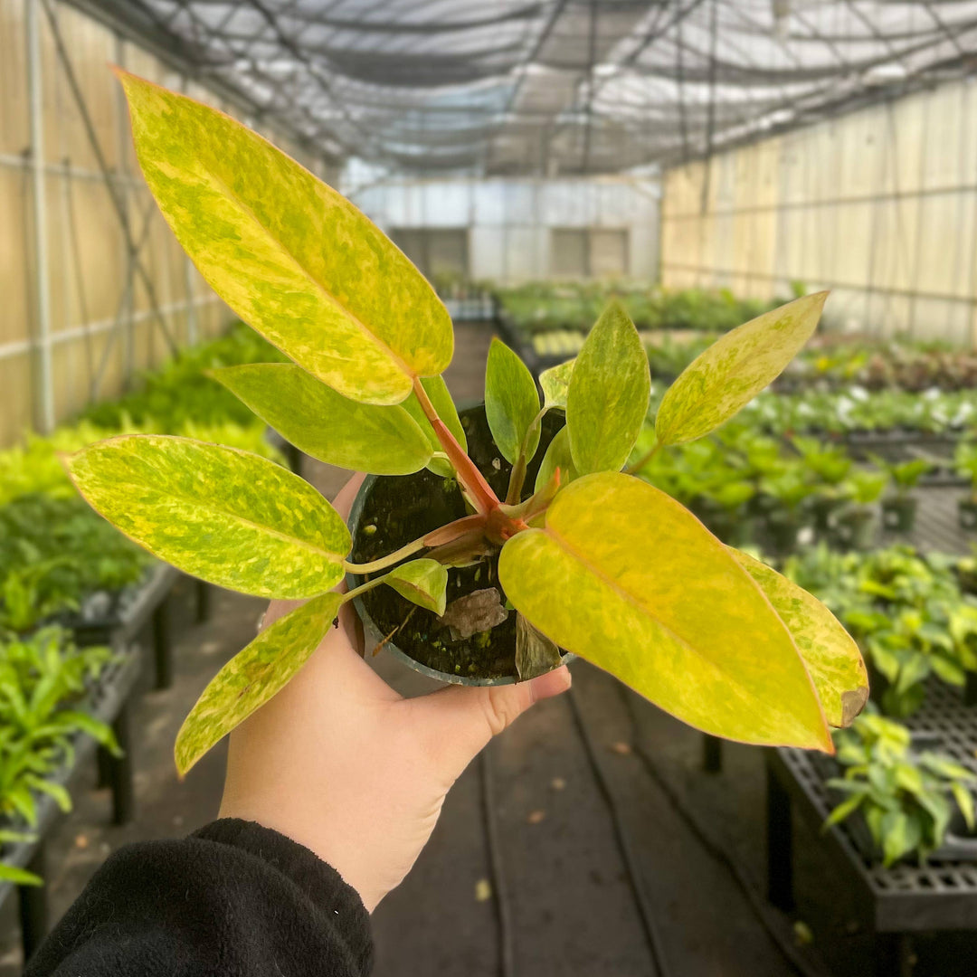 Painted Lady Philodendron -4” Rare