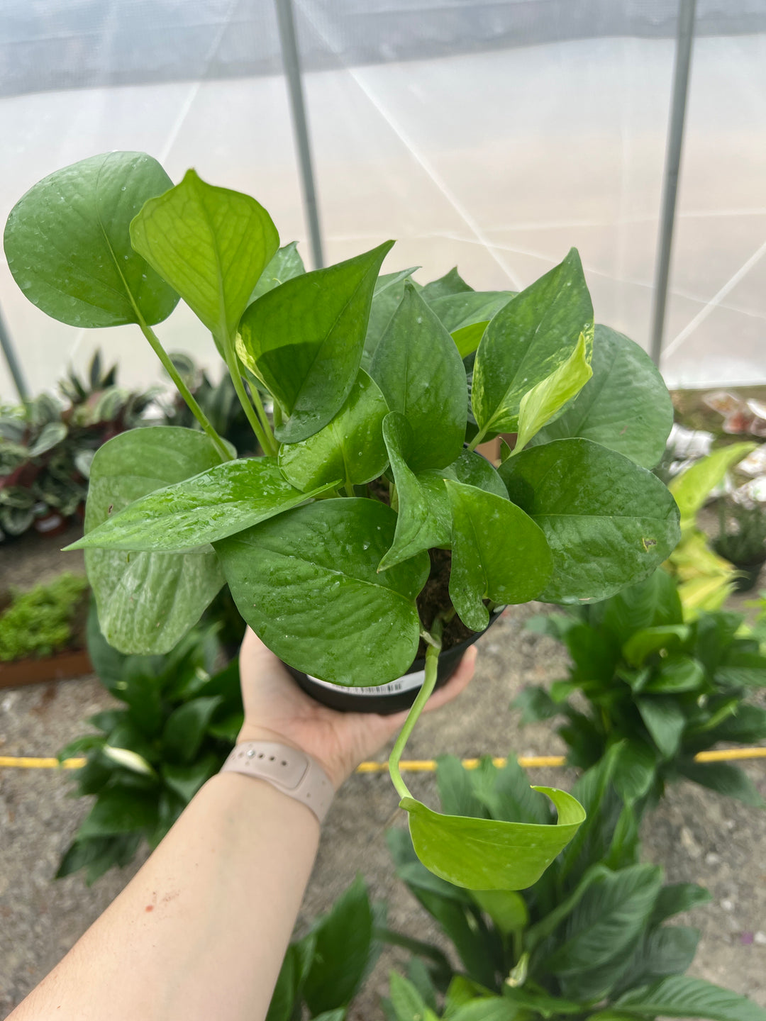 Pothos Jade 6"