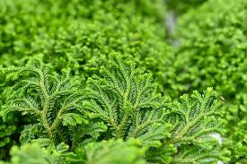 Fern Selaginella Moss Assorted 2"