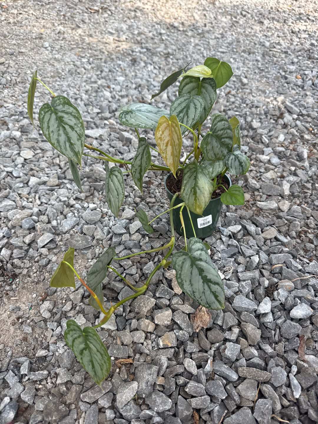 Philodendron 'Brandi'
