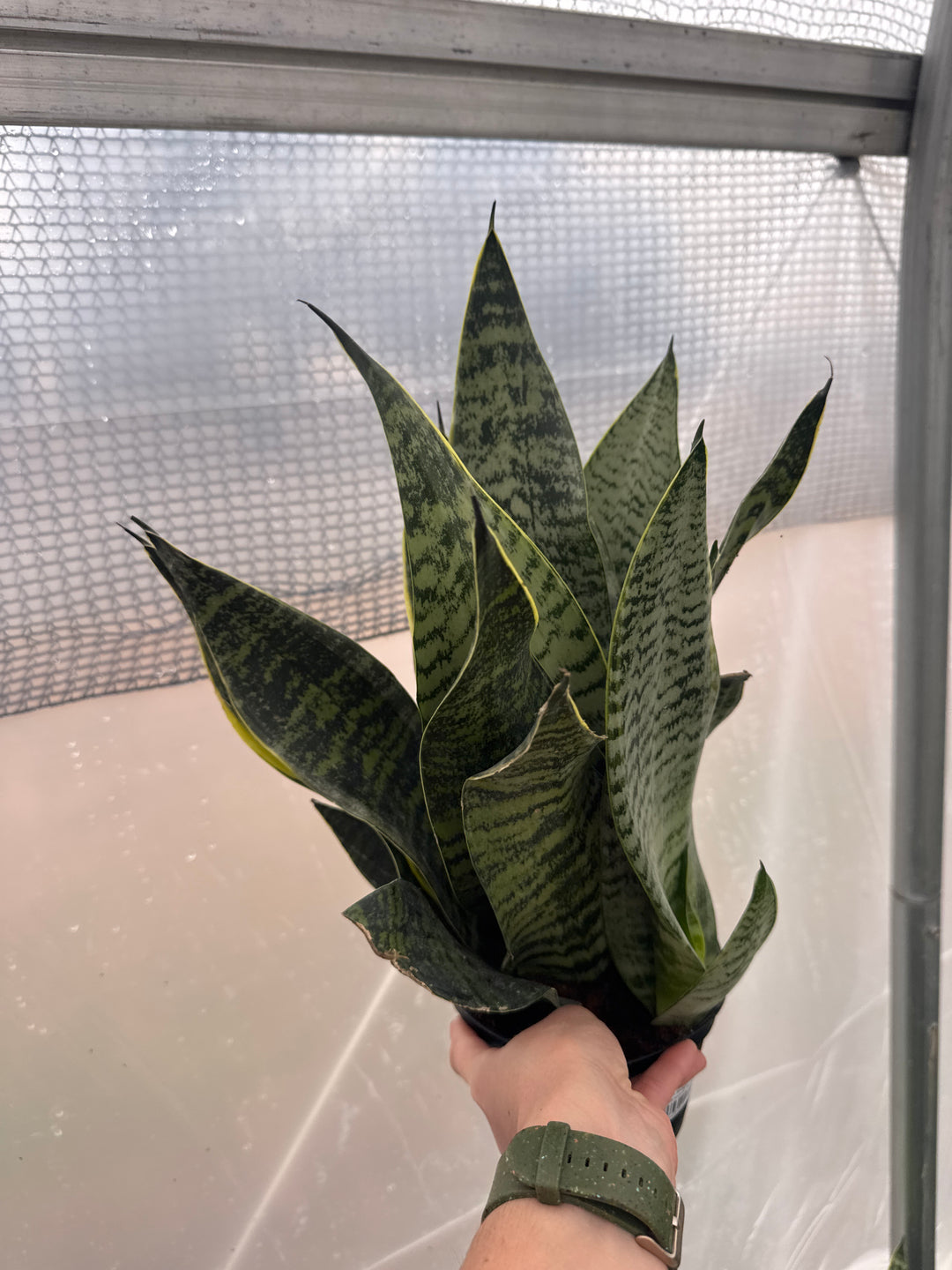 Sansevieria Golden Edge Superba 6"