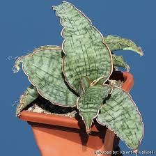 Sansevieria Kirkii Silver Blue 4"