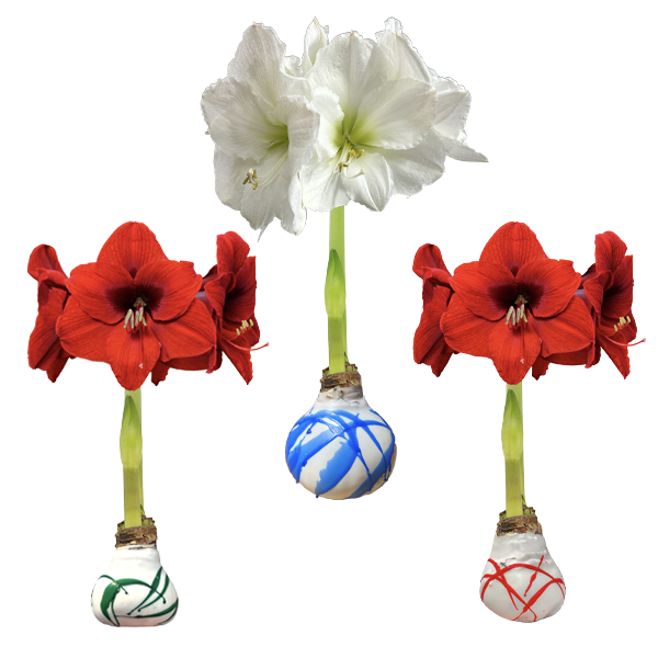 Splatter Waxed Amaryllis Bulb