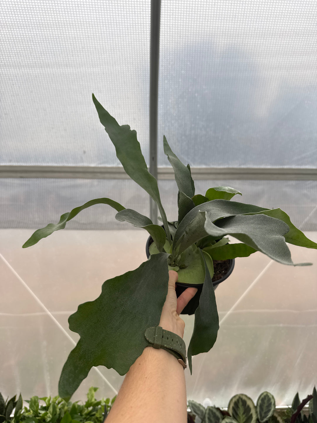 Fern Staghorn Netherlands 6"