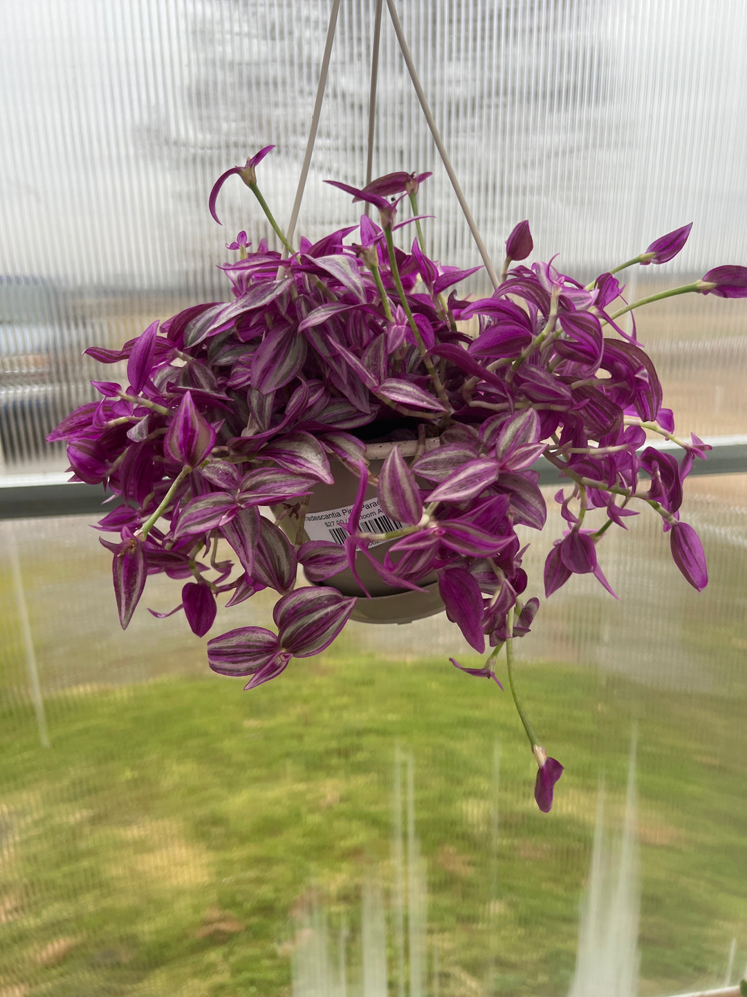 Tradescantia Pink Paradise 6" HB
