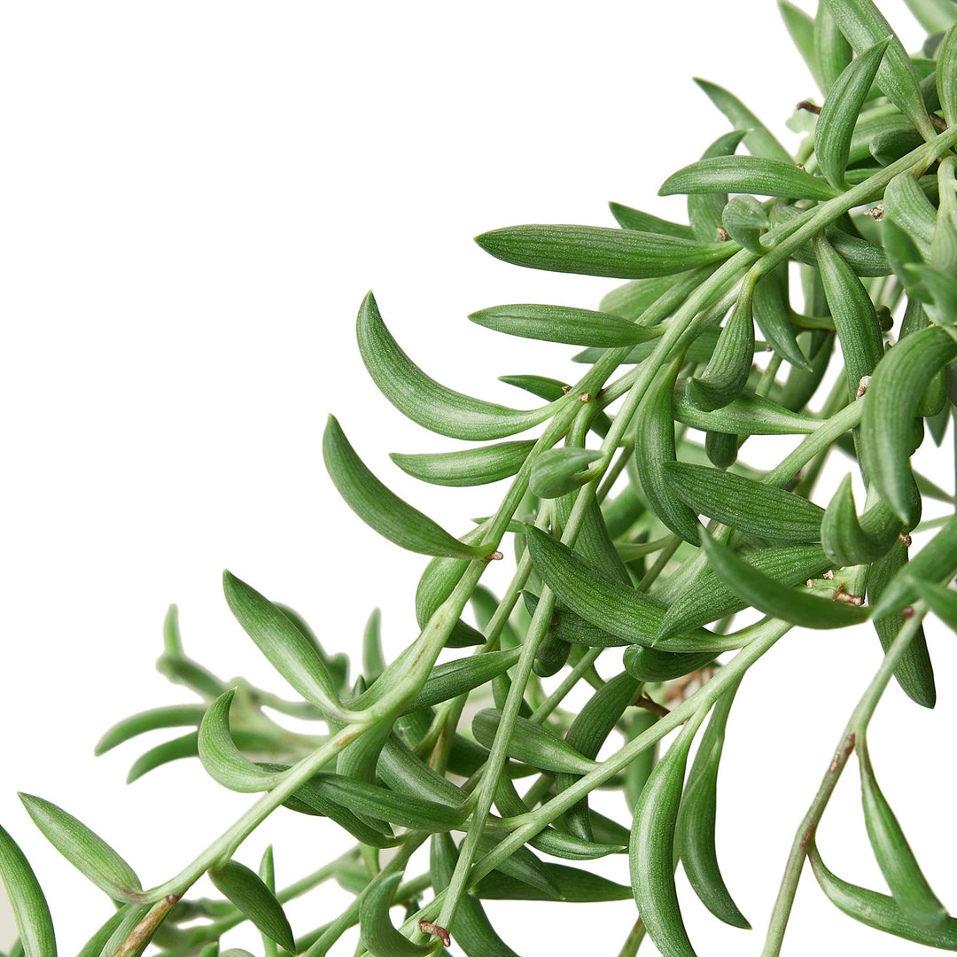 SUCCULENT SENECIO STRING OF BANANAS 4-inch