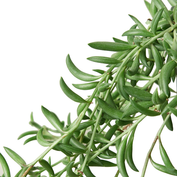 SUCCULENT SENECIO STRING OF BANANAS 4-inch