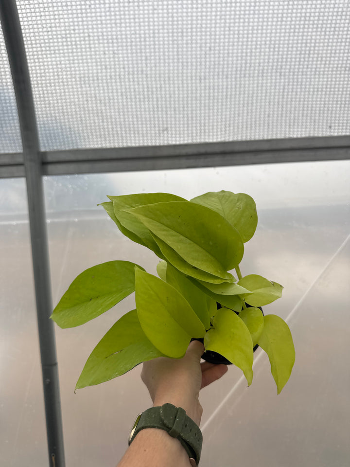 Pothos Neon – 4 Inch Live Houseplant