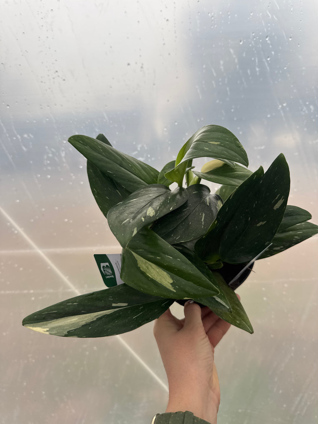 Philodendron Monstera Standleyana Albo AKA Monstra Cobra 6"
