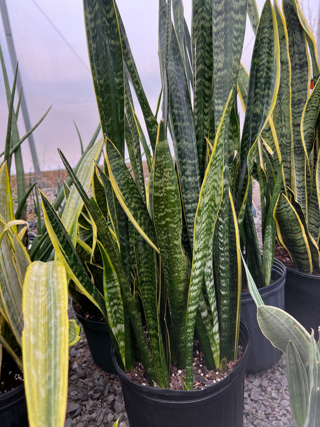 Sansevieria Dakota 10"
