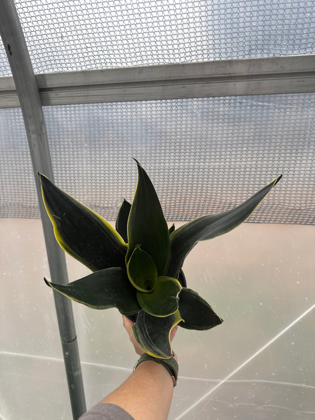 Sansevieria Fabi 6"