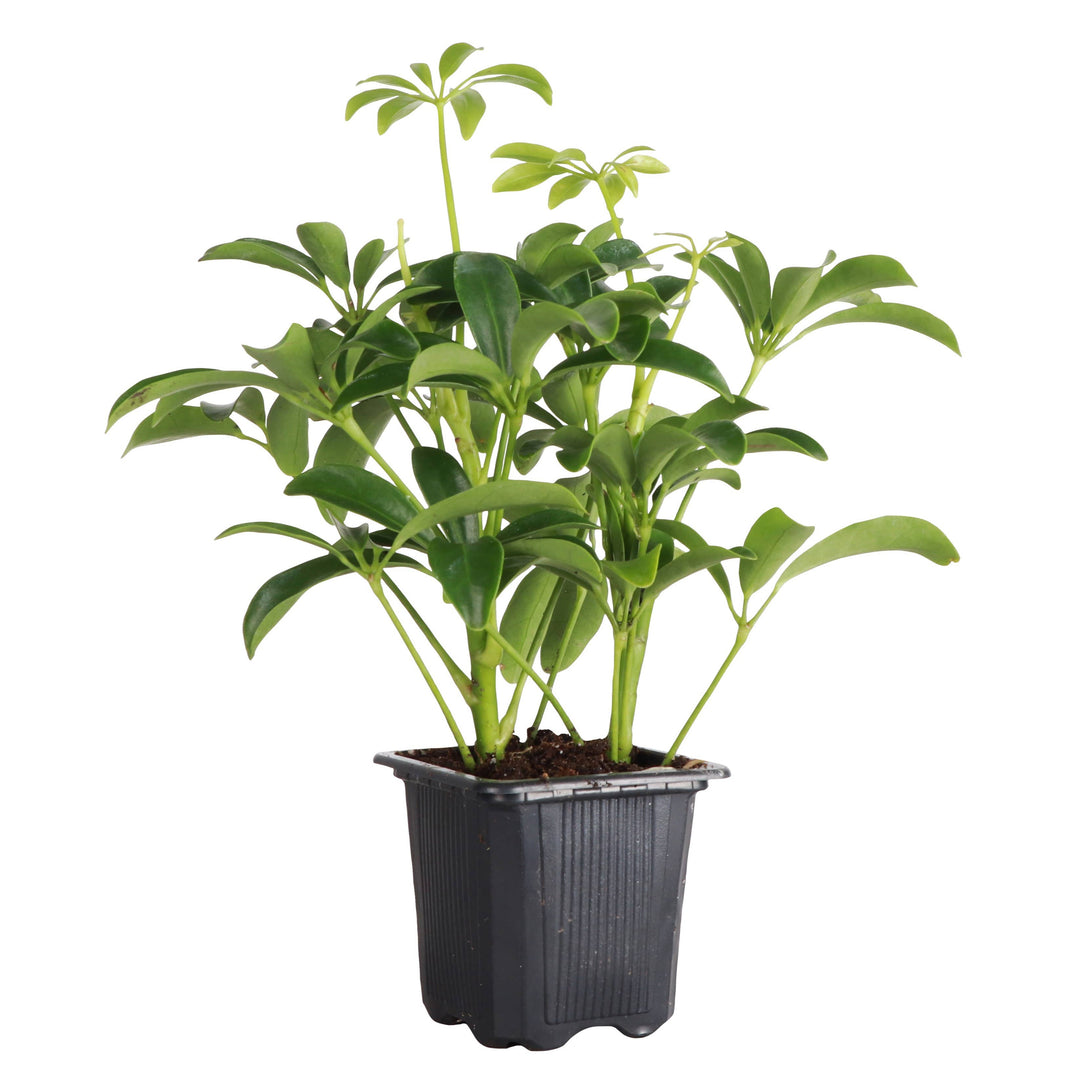 Schefflera Arboricola -  6”