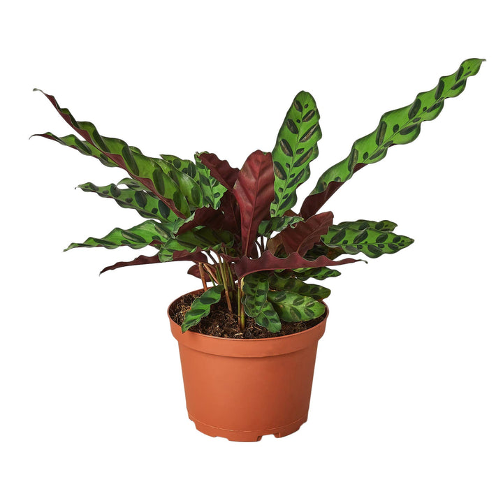 CALATHEA RATTLESNAKE 6-inch