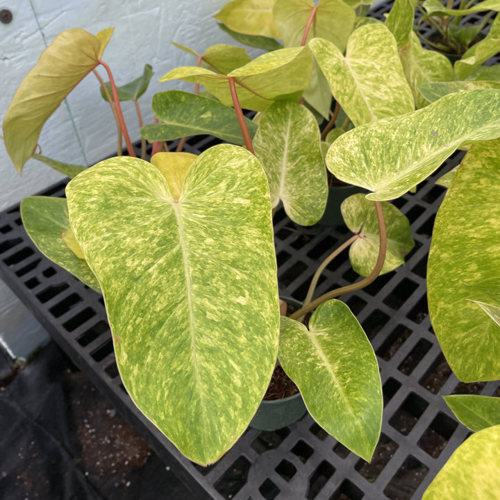 Painted Lady Philodendron -4” Rare