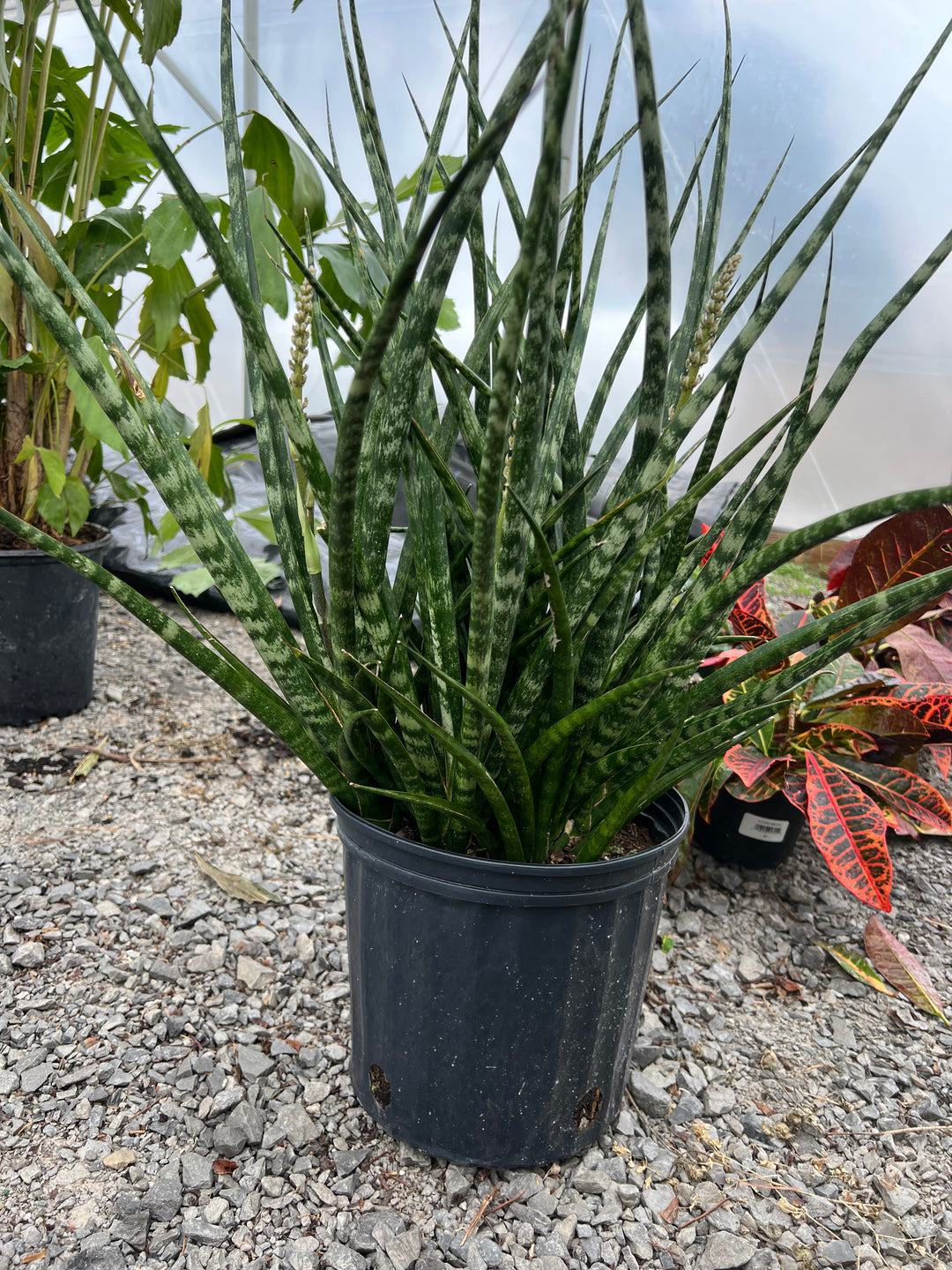 Sansevieria Fernwood 10"