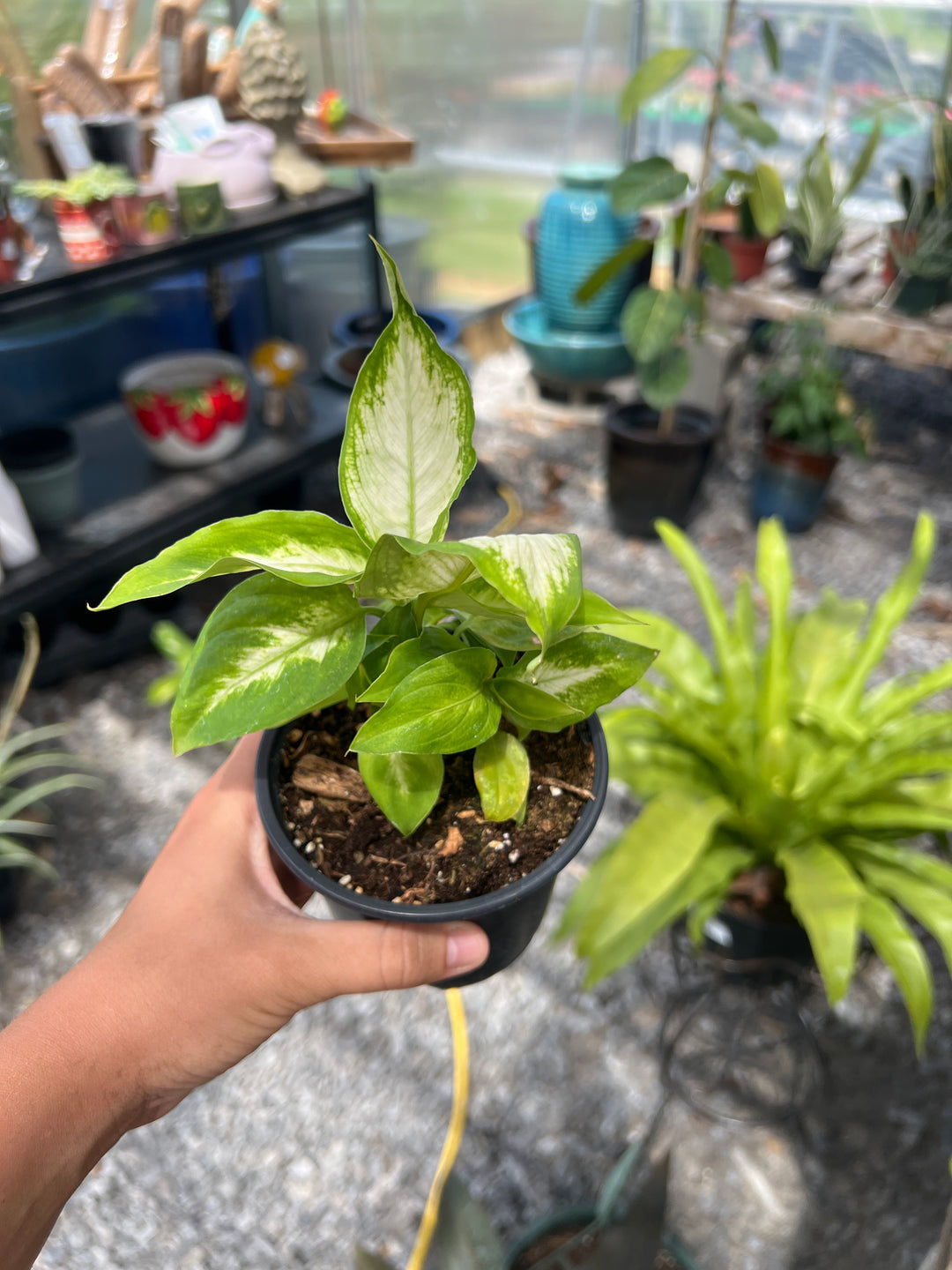 Dumb Cane Dieffenbachia ‘Camilla’ 4”