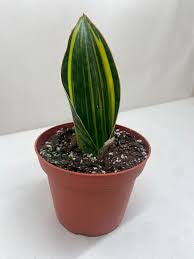 Sansevieria Sharkfin (Whalefin) Variegated 6"