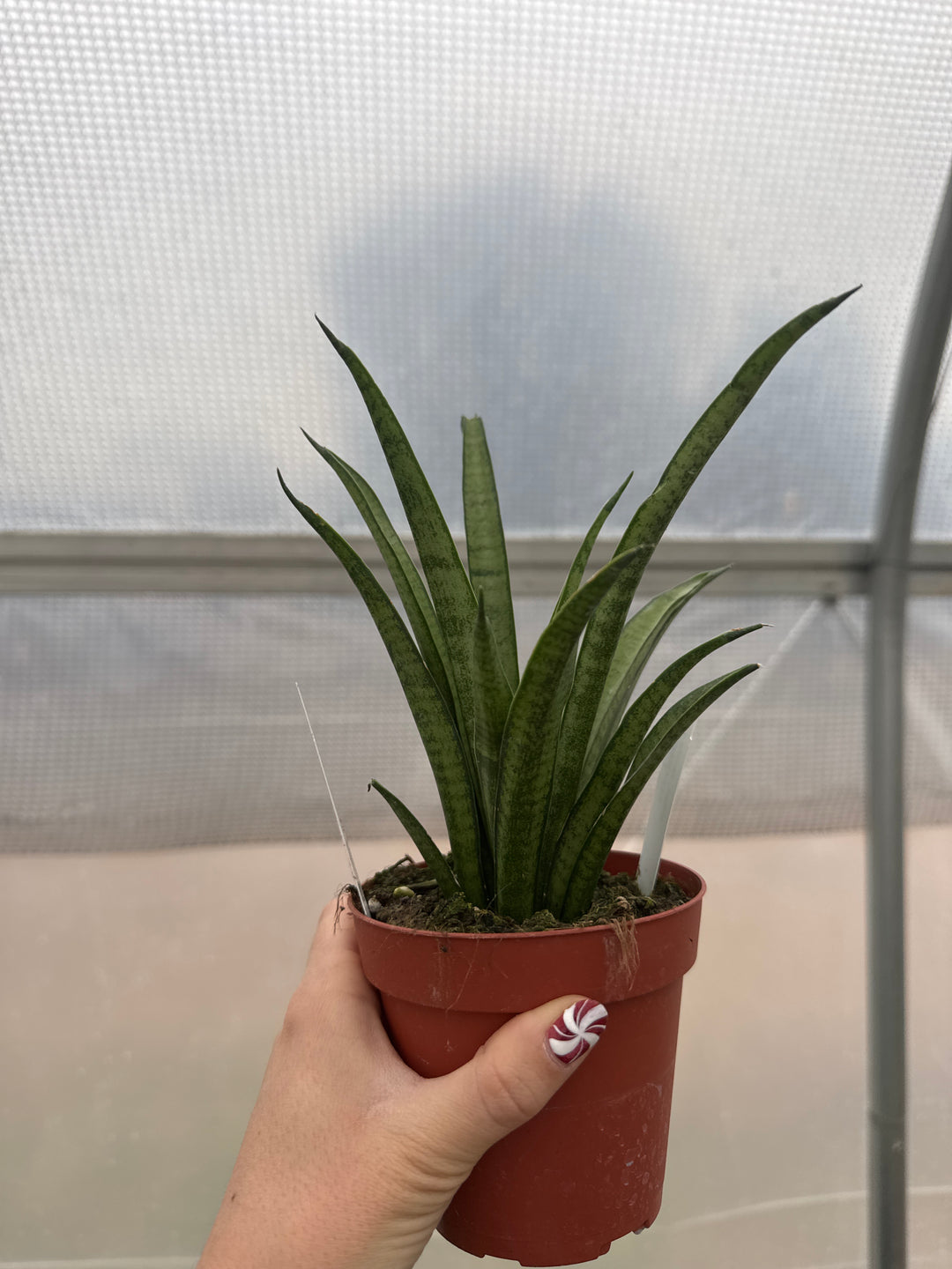 Sansevieria Lilliput 4"