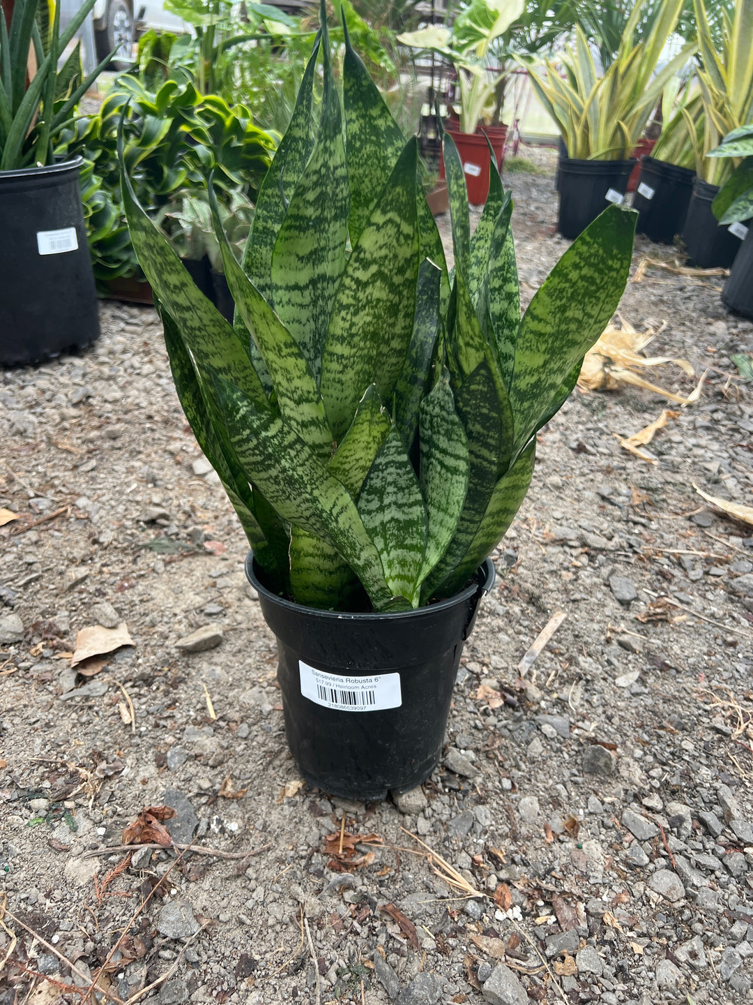 Sansevieria Robusta 6"