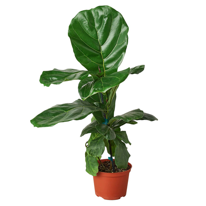 FICUS LYRATA 6-inch