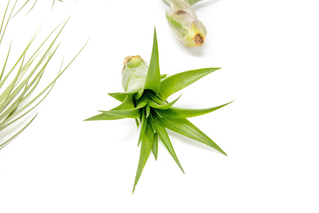The Elegant Collection of Tillandsia Air Plants