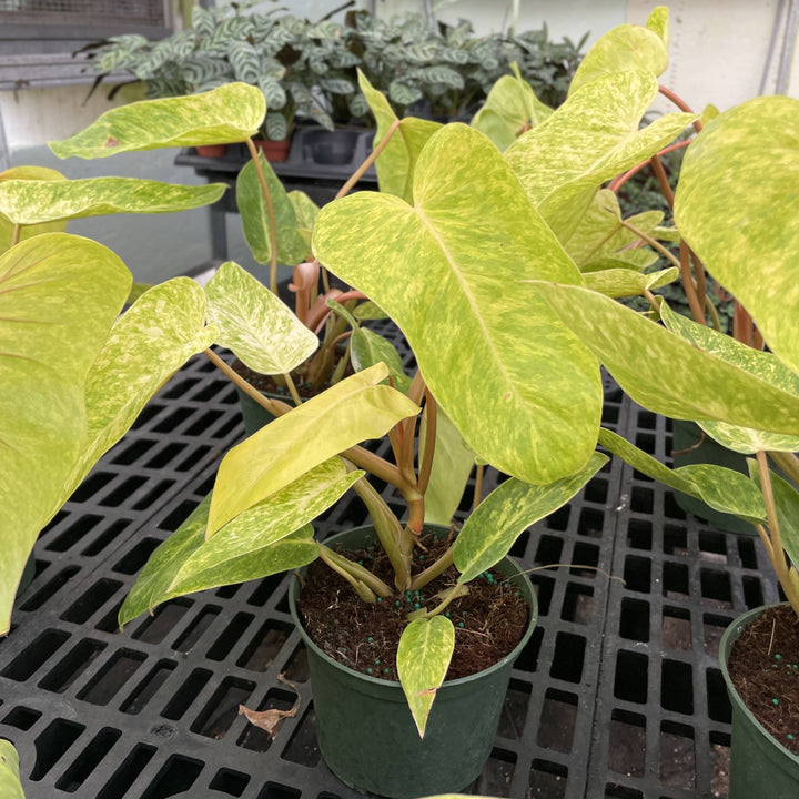 Painted Lady Philodendron -4” Rare