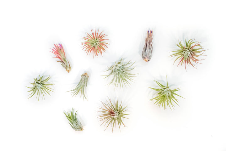Assorted Tillandsia Ionantha Air Plants