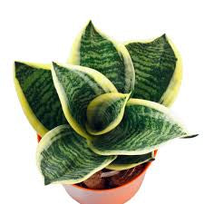 Sansevieria Starpower 4"