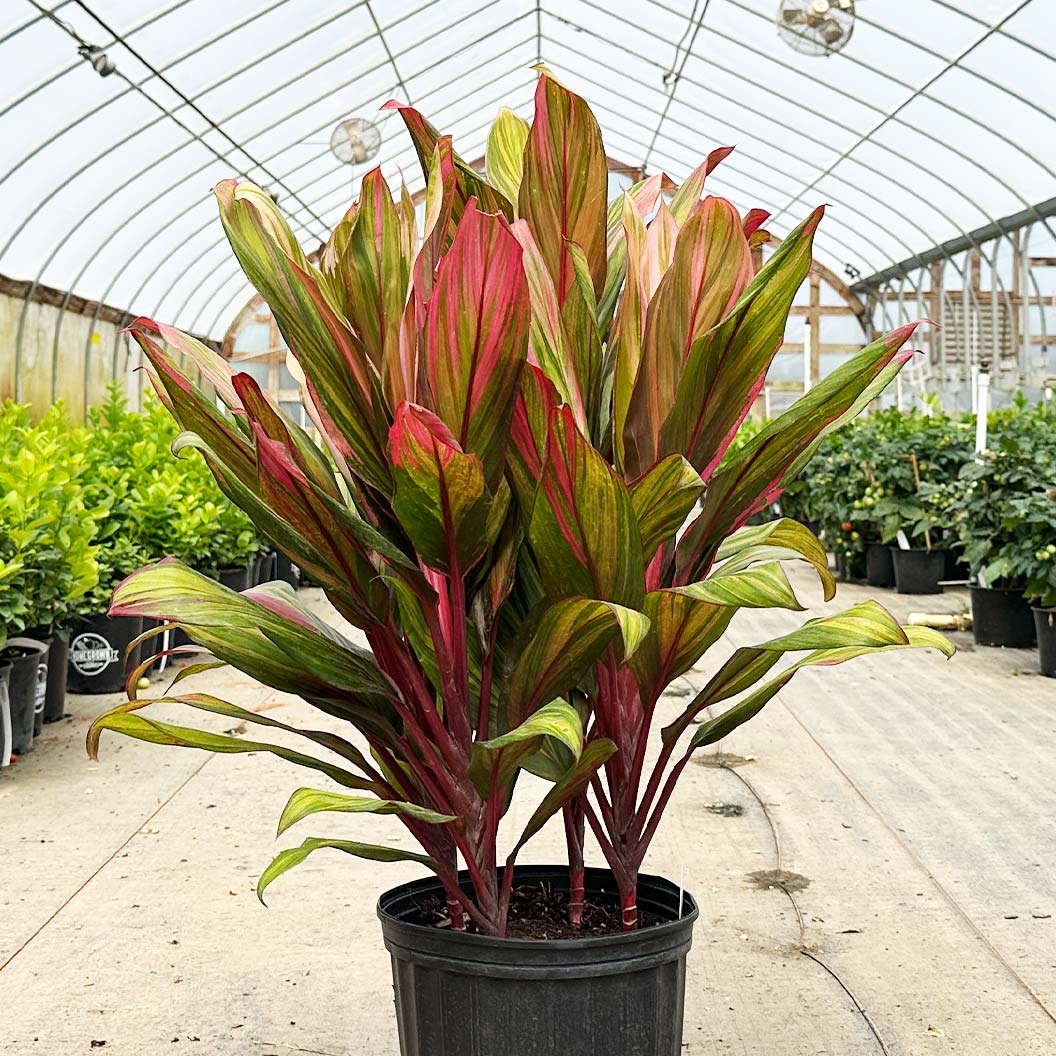 Cordyline Harlequin 10”