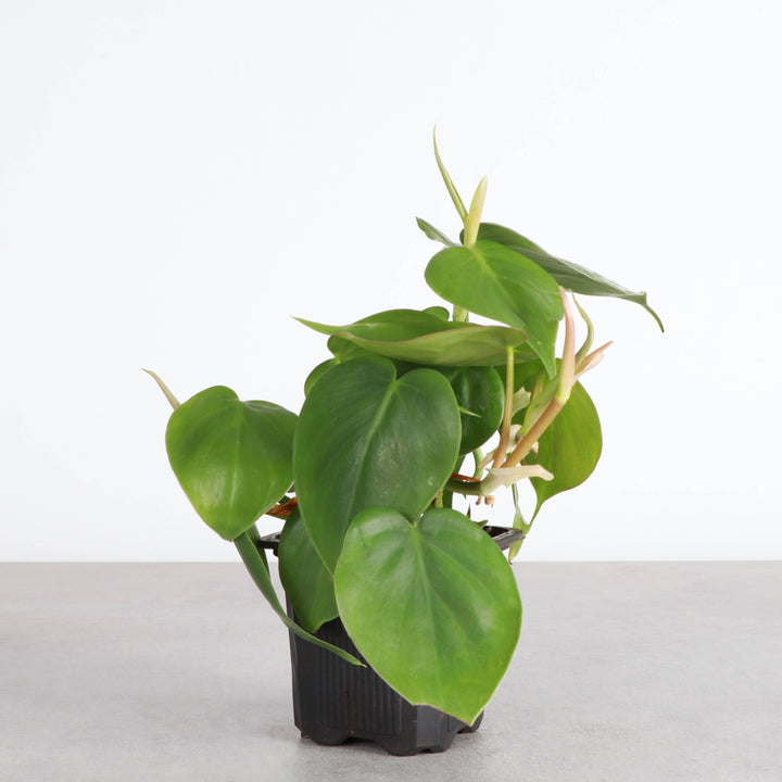 Heartleaf Philodendron - 3”