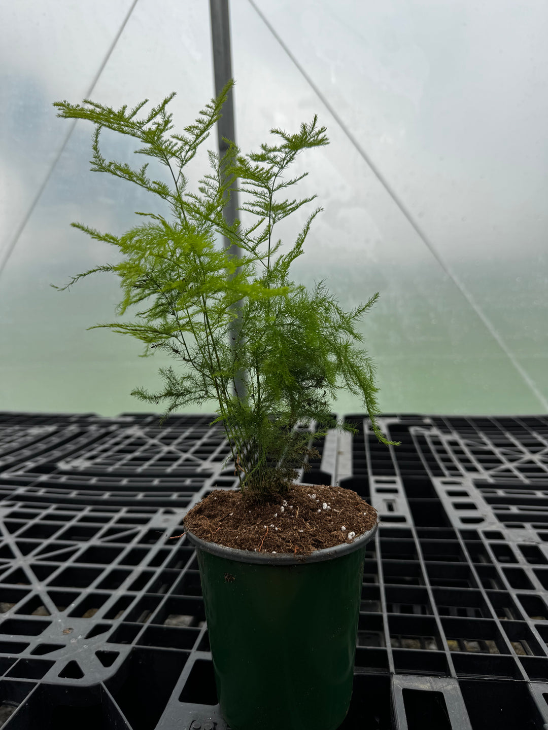 Plumosa fern 5”
