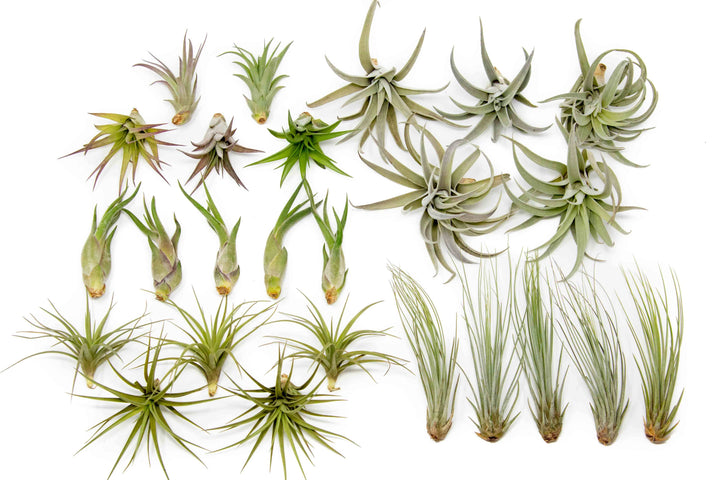 The Elegant Collection of Tillandsia Air Plants