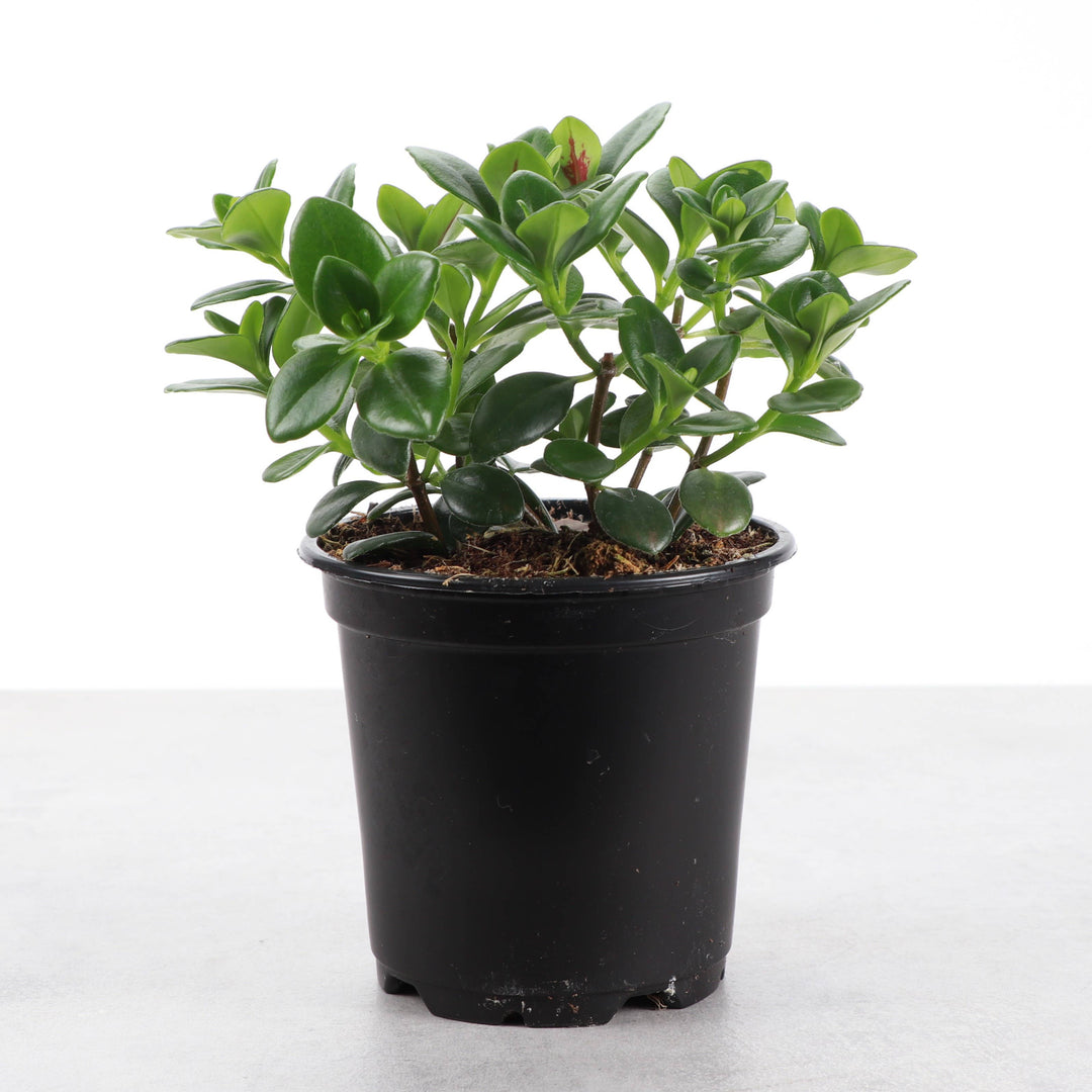 Goldfish Plant - 4”