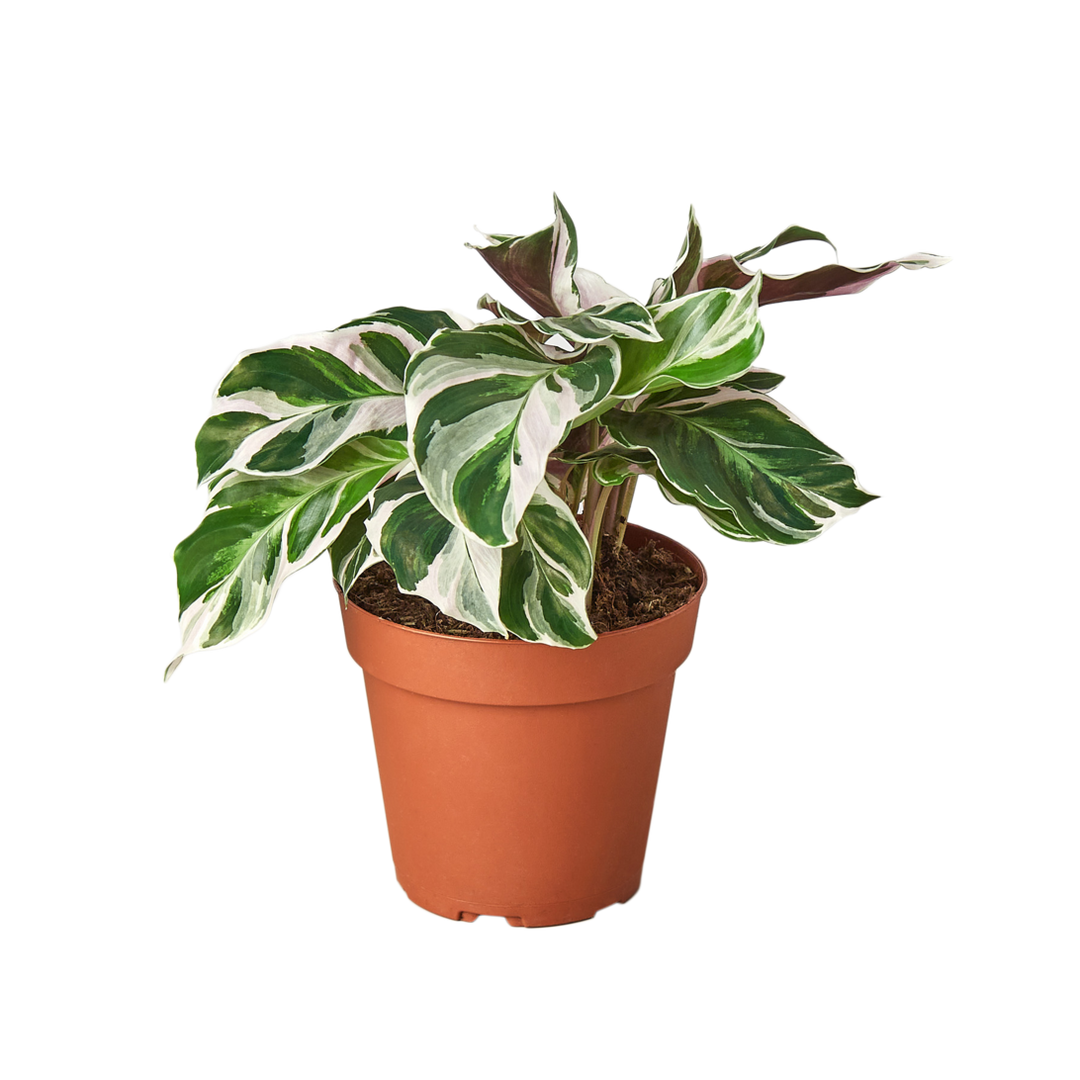 CALATHEA WHITE FUSION 4-inch