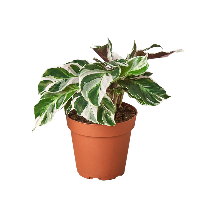 CALATHEA WHITE FUSION 4-inch