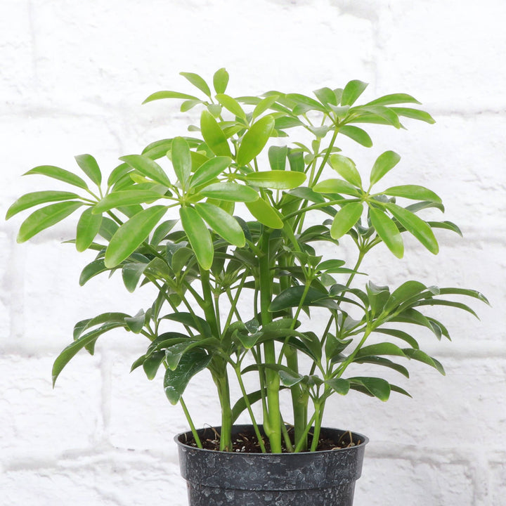 Schefflera Arboricola -  6”