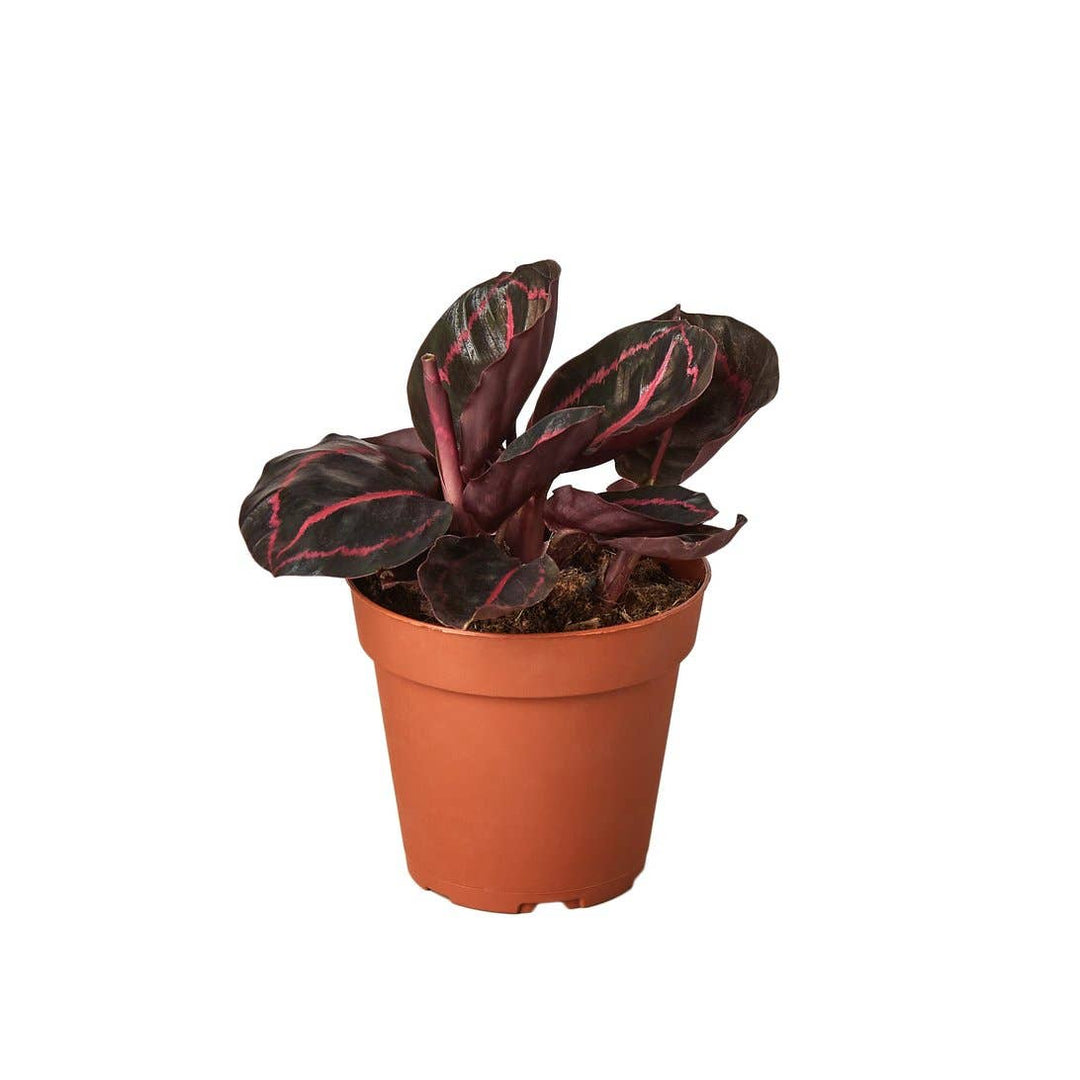 CALATHEA DOTTIE 4-inch