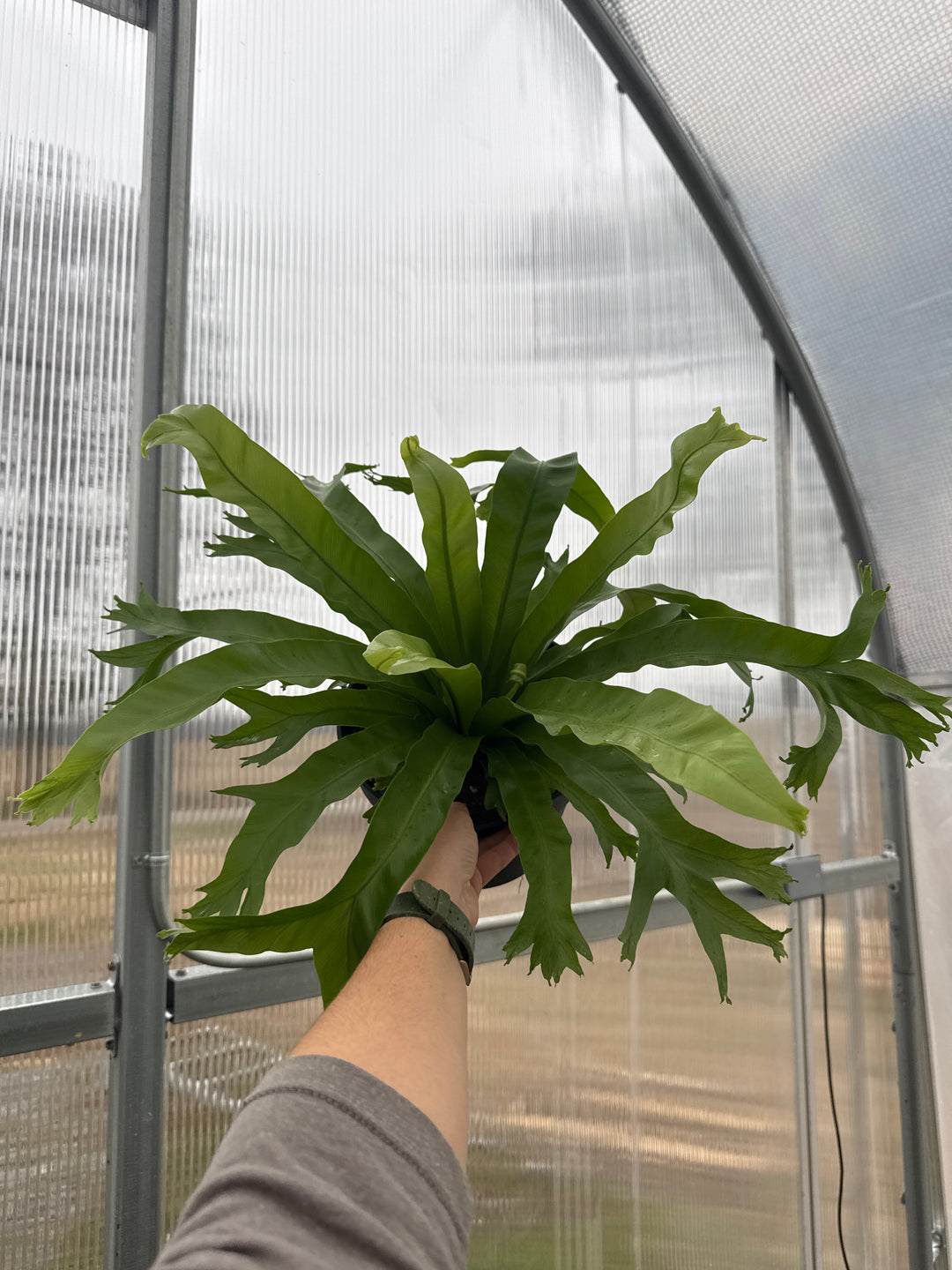 Fern Birdsnest Crissie 8"