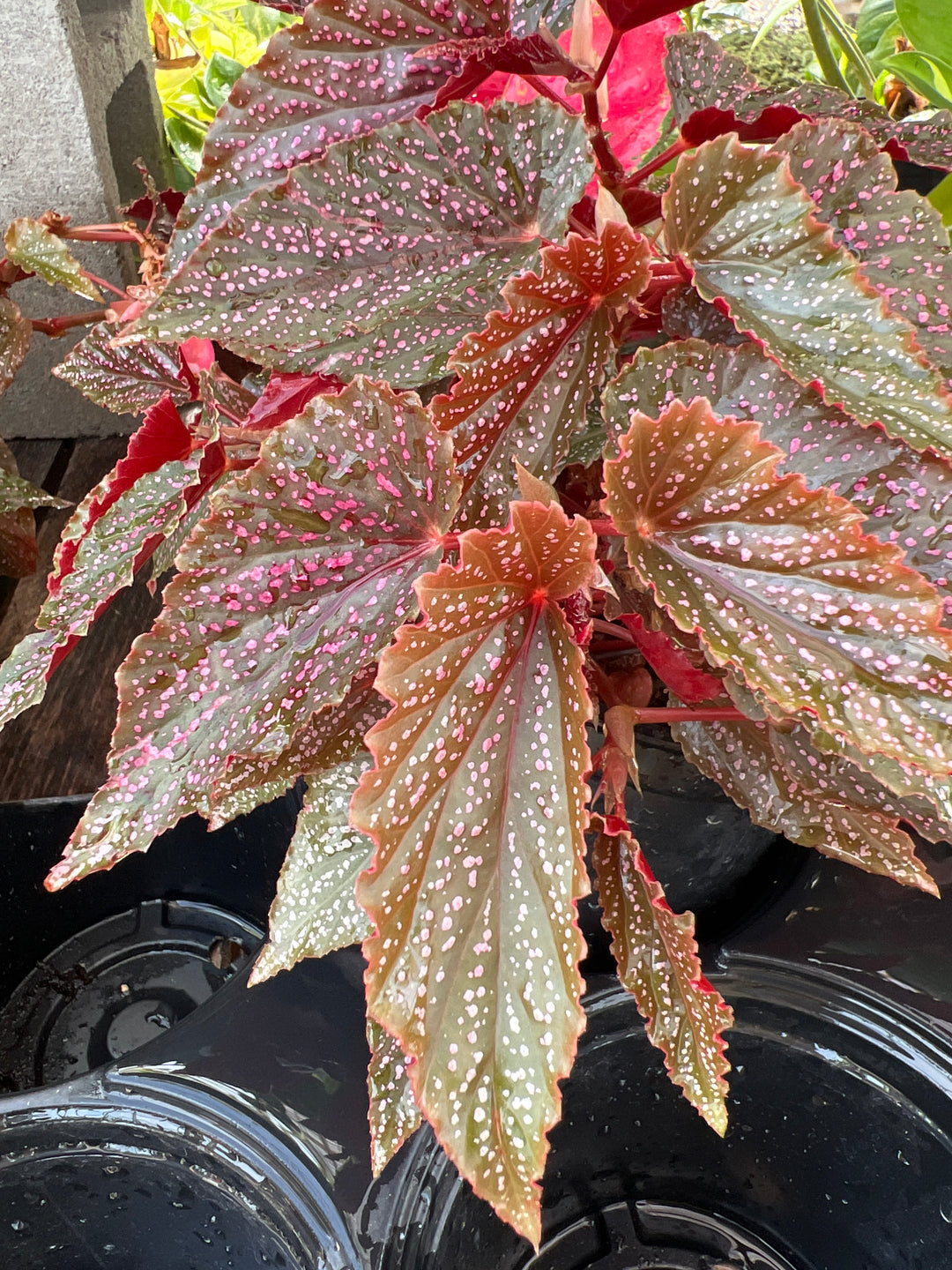 Polka Dot Begonia Pink Spot