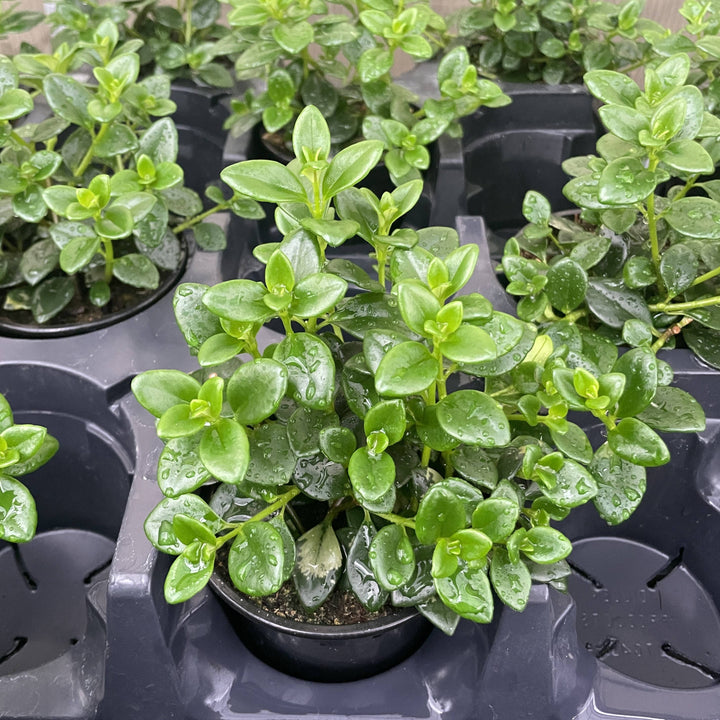 Goldfish Plant - 4”